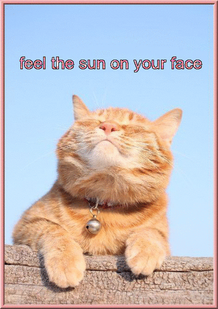 A cat with its face pointed up, eyes closed happily. Glitter text reads, "feel the sun on your face".